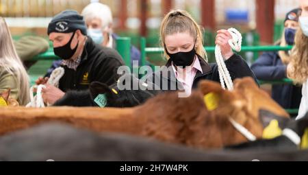 Zeigt Rinder bei einem Verkauf von Rinderkalben, Kirkby Stephen, Cumbria, während der Pandemie von Covid-19. VEREINIGTES KÖNIGREICH Stockfoto