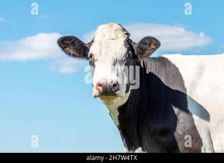 Reife Kuh, schwarz-weiß sanft überrascht, vor einem blauen Himmel. Freundliches Porträt, eine mittlere Aufnahme eines schwarz-weißen Rindes Stockfoto