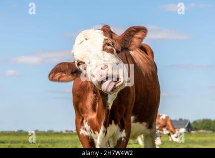 Lustige Kuh würgt auf ihrer eigenen Zunge, Porträt eines Rindes, das mit offenem Mund isst und Zahnfleisch und Zunge zeigt Stockfoto