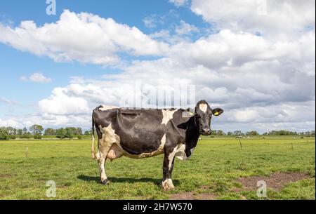 Schwarze und weiße Kuh, friesian holstein, in den Niederlanden, die auf Gras auf einem Feld steht, eine grüne Weide, gelbe Ohrmarken und einen blauen Himmel. Stockfoto