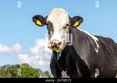 Reife, Erwachsene, schwarz-weiße Kuh, niedliche, weich aussehende, rosa Nase, mittlere Aufnahme einer schwarz-weißen Kuh vor einem blauen Himmel, freundliches Gesicht Stockfoto