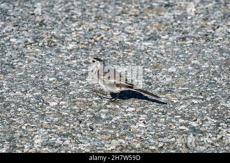 RUNDE, NORWEGEN - 2020. JULI 23. Eine weiße Bachstelze (Motacilla alba), die auf einem Felsen thront. Stockfoto