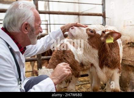 Senior Mann Tierarzt Untersuchung und Kuscheln Baby Tier simmental Kalb in Kuhstall auf Stroh im Stall Stockfoto