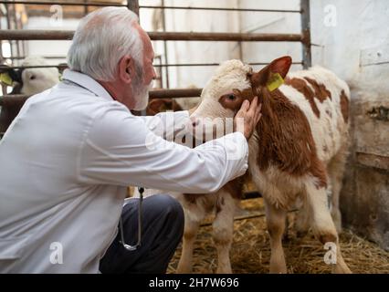 Senior Mann Tierarzt Untersuchung Baby Tier simmental Kalb in Kuhstall auf Stroh im Stall Stockfoto