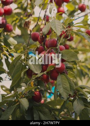 Auf den Ästen des Baumes befinden sich viele rote Kirsche-Pflaumen. Reife Früchte im Garten. Stockfoto