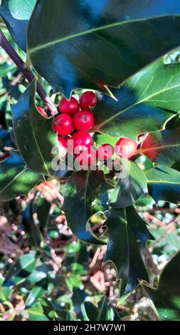 Holly und Beeren saisonales weihnachtsbild im Hochformat mit der Telefonkamera aufgenommen. Steife grüne stachelige Blätter kleine runde rote glänzende Beeren auf dem Baum Stockfoto