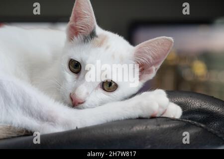 Augen eines weißen Kätzchens. Schöne Katze liegt auf dem schwarzen Stuhl. Stockfoto