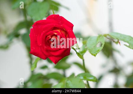 Eine rote Rose blüht, schöne Blume im Garten mit Regentropfen Stockfoto