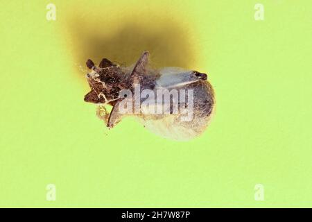 10 mm langer Käfer, in Seide verwickelt. Foto bestehend aus 16 Unterbildern, 1/s, f/9, ISO 100, Stockfoto