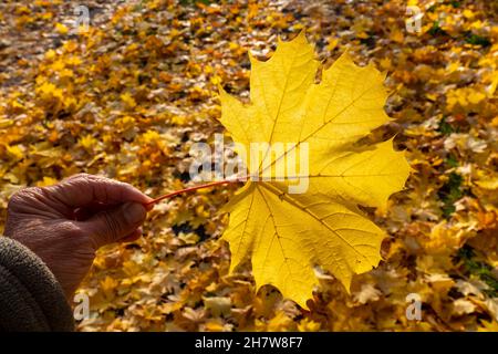 Eine Hand, die ein goldenes Platanenblatt hält, das von der Sonne beleuchtet wird, gegen ein unscharf gefallenes Blatt vom Baum. Selektiver Fokus. Stockfoto