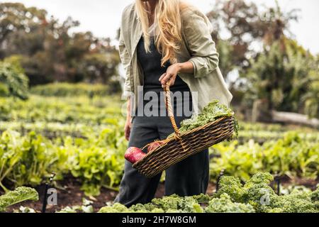 Anonyme Gärtnerin sammelt frisches Gemüse. Eine junge Frau, die in einem Bio-Garten einen Korb voller frischer Produkte hält. Selbstverständnis Stockfoto