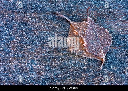 Gefrorenes Blatt auf einer hölzernen Oberfläche, Winterhintergrund, frostiger Hintergrund Stockfoto