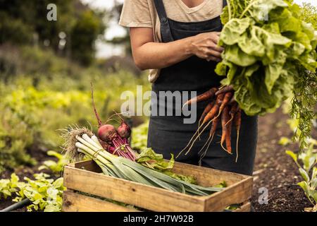 Bäuerin, die auf einem Bio-Bauernhof frisch gepflücktes Gemüse in eine Kiste einordnet. Selbstnachhaltige junge Frau, die frische grüne Produkte in ihrem Gr Stockfoto