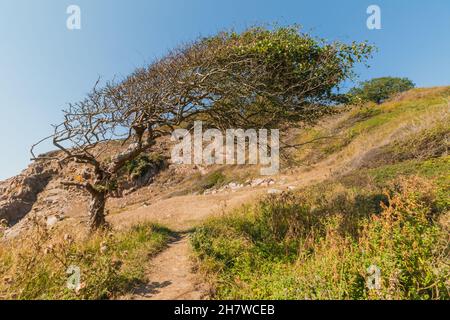 Baum in Bornholm. Der Baum wird vom Wind geblasen. Der Baum wächst seitlich Stockfoto