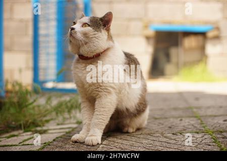 Porträt einer fetten Katze, die in einem Sommergarten sitzt. Stockfoto