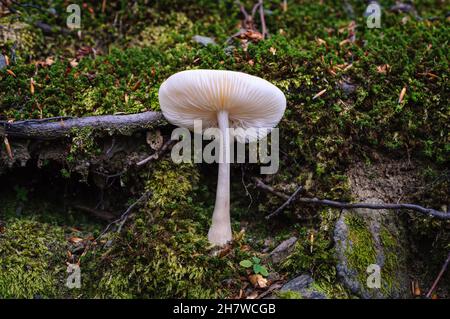 Pilze frisch in einem warmen, sonnigen Herbstwald nach Regen. Holzpilze, Pilze Stockfoto