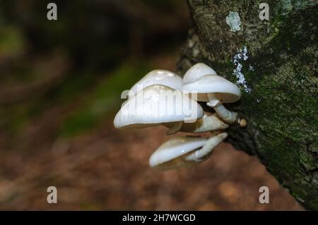 Pilze frisch in einem warmen, sonnigen Herbstwald nach Regen. Holzpilze, Pilze Stockfoto