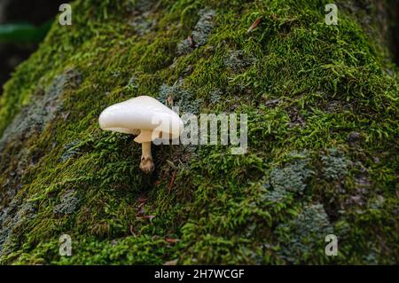 Pilze frisch in einem warmen, sonnigen Herbstwald nach Regen. Holzpilze, Pilze Stockfoto