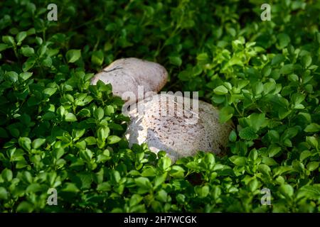 Pilze frisch in einem warmen, sonnigen Herbstwald nach Regen. Sonnenschirmpilz „Macrolepiota procera“ Stockfoto