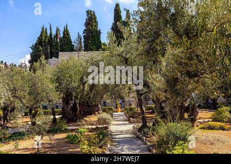 Jerusalem, Israel - 14. Oktober 2017: Historische Olivenbäume im Garten von Gethsemane im Heiligtum von Gethsemane auf dem Ölberg in der Nähe von Jerusalem Stockfoto