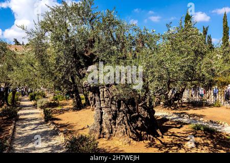 Jerusalem, Israel - 14. Oktober 2017: Historische Olivenbäume im Garten von Gethsemane im Heiligtum von Gethsemane auf dem Ölberg in der Nähe von Jerusalem Stockfoto