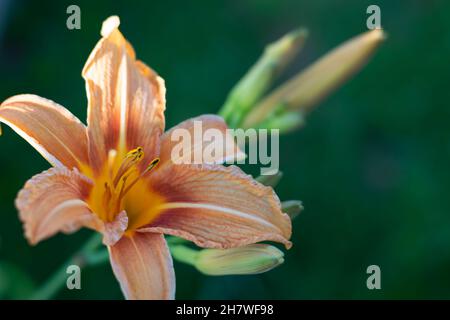 Lilienblume im Garten. Allgemein bekannt als die orientalische Astrologen-Lilie. Blick von oben. Horizontales Foto. Stockfoto