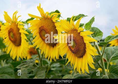 Leuchtend gelbe Blüten einer Sonnenblume auf einem Feld vor dem Hintergrund eines schönen Himmels und Waldes. Tapete, Postkarte, natürlicher Hintergrund. Stockfoto