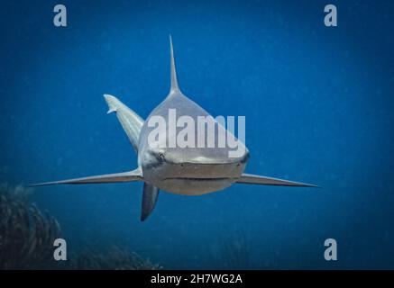 Karibischer Riffhai (Carcharhinus perezi) am Riff vor der niederländischen karibischen Insel Sint Maarten Stockfoto