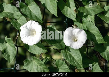 Weiße Blüten der Feldbinde - ein ausdauerndes Kraut mit einem Kletterstiel und einem kriechenden, verzweigten Rhizom. Es ist ein Unkraut. Natürlicher Hintergrund Stockfoto