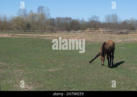 Ein junges Fohlen grast auf einer Weide mit grünem Gras auf einem Bauernhof. Pferd. Nahaufnahme . Sommerzeit. Horizontales Foto. Stockfoto