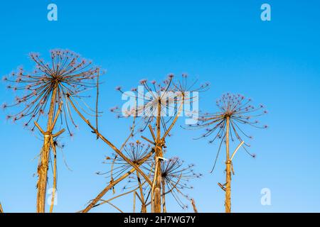 Trockene Stängel einer Regenschirmpflanze auf einem Hintergrund des blauen Himmels. Trockene Regenschirme von Sosnovsky Hogweed. Horizontales Foto. Stockfoto