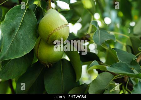 Reifendes Birnen auf einem Ast im Garten, knacken von der Dürre. Horizontales Foto. Stockfoto