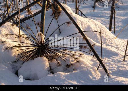 Winterlandschaft. Trocknen die Regenschirme und die Stängel des Sosnowskis im Schnee in der Schneeverwehung. Horizontales Foto. Stockfoto