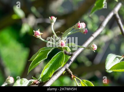 Rosafarbene, ungeblasene Apfelblütenknospen an den Zweigen. Es ist Frühling. Stockfoto