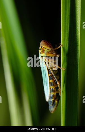 Brennnesselblatttrichter (Eupteryx aurata) Stockfoto