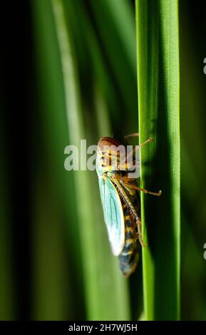 Brennnesselblatttrichter (Eupteryx aurata) Stockfoto