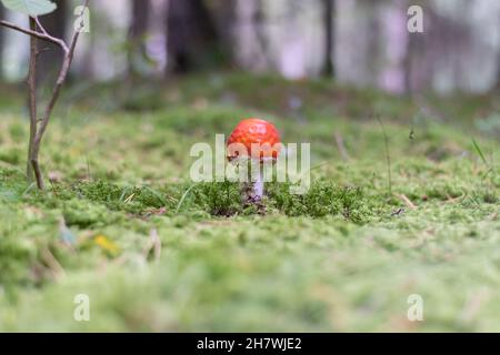 Im Dickicht des Waldes, zwischen dem grünen Moos, wächst eine gefährliche giftige Pilzfliege mit einem weißen Bein und einer leuchtend roten Mütze. Stockfoto