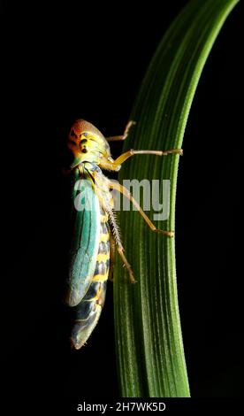 Brennnesselblatttrichter (Eupteryx aurata) Stockfoto