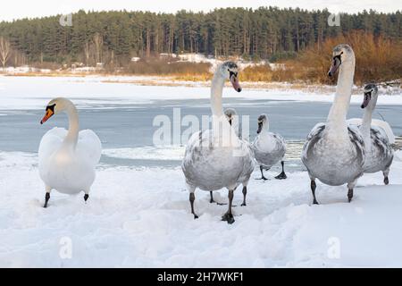 Eine Familie von Schwanen am Ufer eines gefrorenen Sees. Schwäne im Winter. Stockfoto