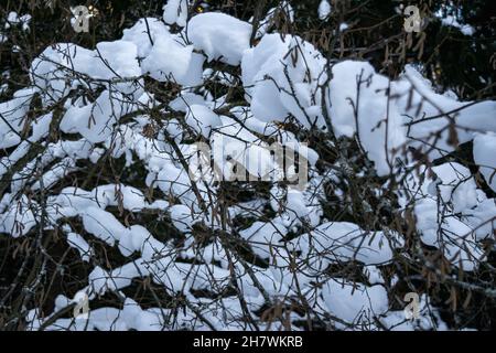 Winterlandschaft. Waldbüsche und Bäume nach starkem Schneefall. Horizontales Foto. Stockfoto