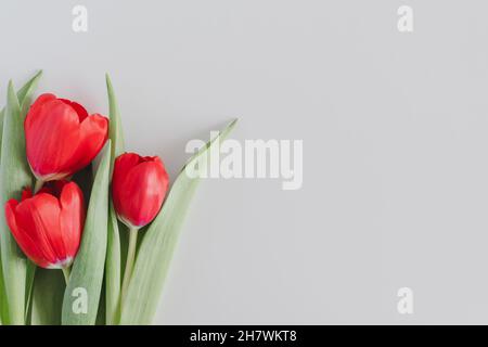 Schönes Bouquet von blühenden Frühling leuchtend roten Tulpen mit üppig grünen Blättern Nahaufnahme auf weißem Hintergrund Stockfoto