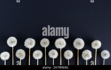 Weiße, flauschige Dandelionen auf dunklem Grund. Ort für Ihren Text. Grußkarte. Horizontales Foto. Stockfoto