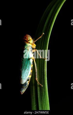 Brennnesselblatttrichter (Eupteryx aurata) Stockfoto