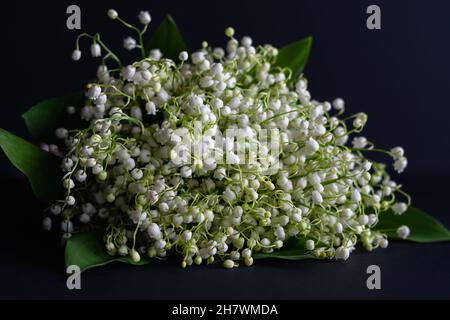 Duftende Blumen, Aromatherapie. Strauß von Waldlilien des Tales auf dunklem Hintergrund. Studio-Foto. Postkarte. Horizontales Foto. Stockfoto