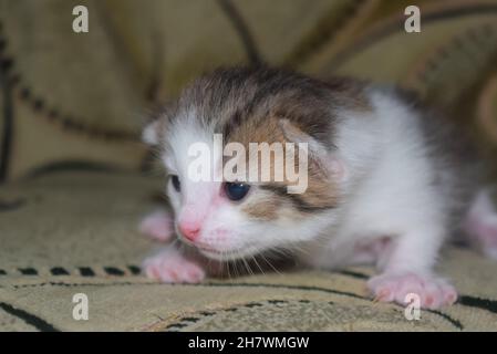 Nahaufnahme eines kleinen Kätzchens, das auf einer Decke sitzt. Glattes Haar Hauskatze.Horizontales Foto. Stockfoto