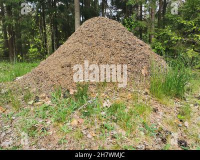 Ein großer WaldAmeisenhaufen im Dickicht des Waldes. Sommerzeit. Eine riesige Ameisenkolonie. Horizontales Foto. Stockfoto