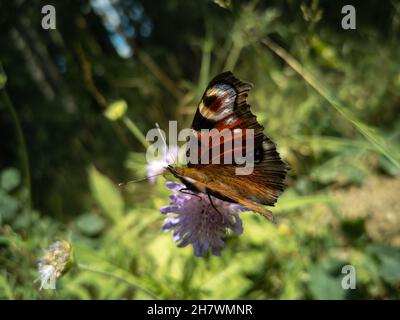 Schmetterling auf einer Wiesenblume. Das Pfauauauauge ist ein heller europäischer Schmetterling mit gefleckten Augen auf seinen Flügeln. Eine Unterfamilie von echten Nymphomen. Stockfoto