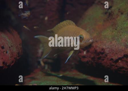 Prinzessin Cichlid, Neolamprologus brichardi (auch Fairy Cichlid, LyRetail Cichlid oder Prinzessin von Burundi genannt), mit seiner Jungfritte Stockfoto