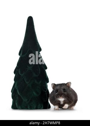 Niedlicher kleiner schwarzer Rauchhamster, der neben einem falschen, baumförmigen Ornament steht. Blick auf die Kamera. Isoliert auf weißem Hintergrund. Stockfoto