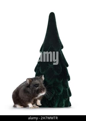 Niedlicher kleiner schwarzer Rauchhamster, der neben einem falschen, baumförmigen Ornament steht. Blick von der Kamera weg. Isoliert auf weißem Hintergrund. Stockfoto